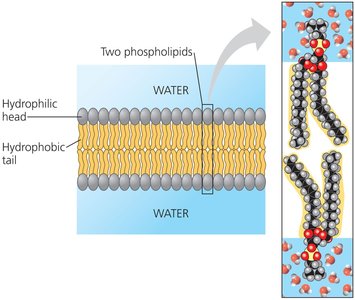 Phospholipid bilayer cross section