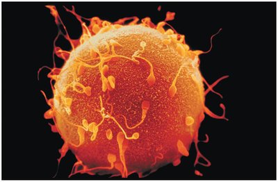 Sperm fertilizing an egg