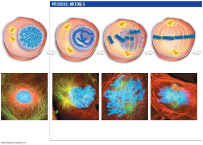 Stages of mitosis