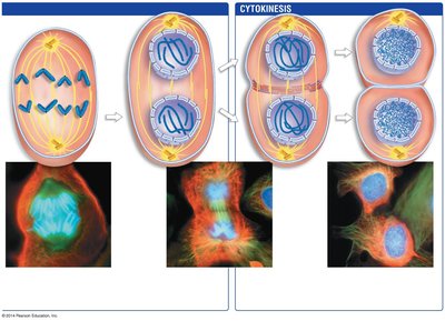 Cytokinesis process