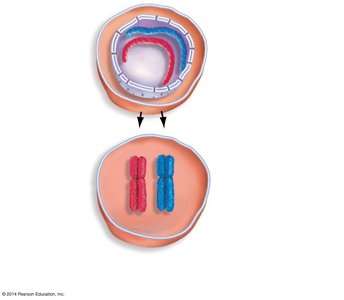 Homologous chromosome pairing and separation