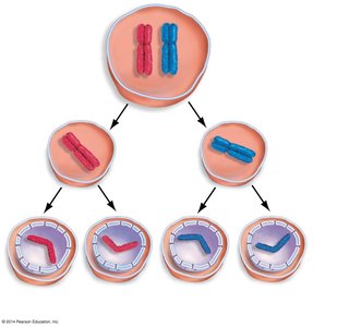 Meiosis I and II overview