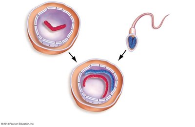 Fertilization: egg and sperm forming zygote