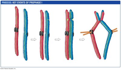 Crossing over during meiosis