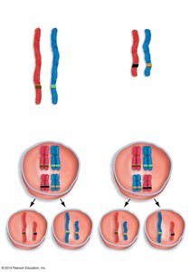 Independent assortment of chromosomes