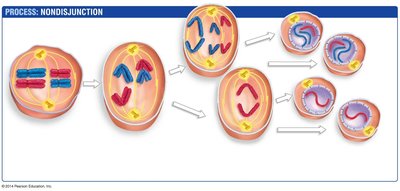 Nondisjunction process and aneuploidy