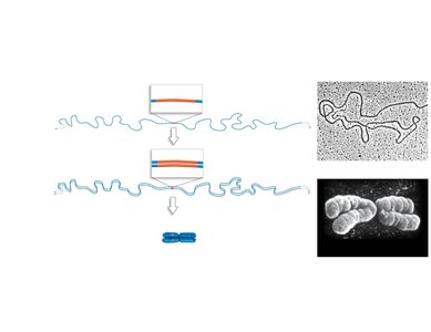 Chromosome replication and condensation
