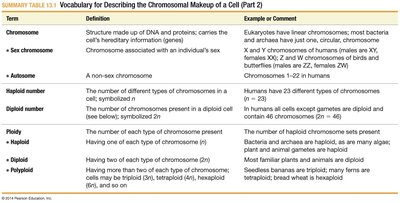 Chromosomal vocabulary table