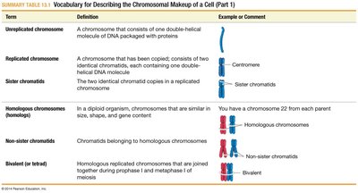 Chromosomal vocabulary table