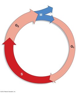 Cell cycle diagram