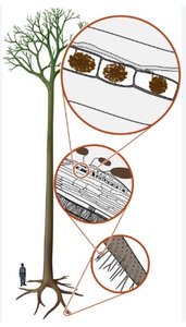 Arbuscular mycorrhizal fungi in plant roots