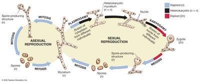 Generalized fungal life cycle