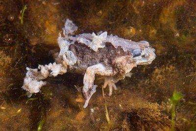 Chytrid-infected amphibian