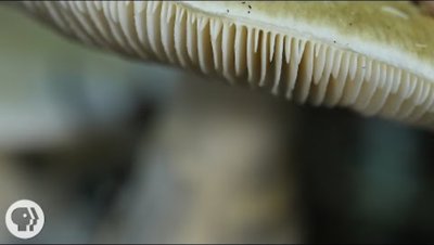 Basidiomycete mushroom gills