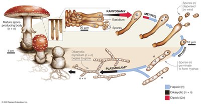 Basidiomycete life cycle diagram