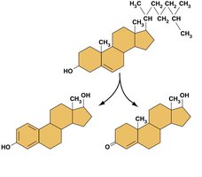 Structures of cholesterol, estrogen, and testosterone