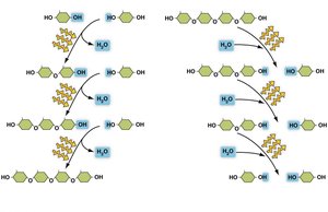 Dehydration synthesis and hydrolysis reactions