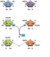 Formation of disaccharides by dehydration synthesis