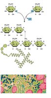 Glycogen synthesis and storage in animal cells