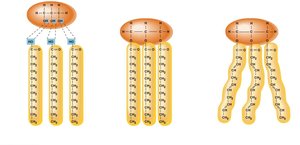 Structure of triglycerides: saturated and unsaturated