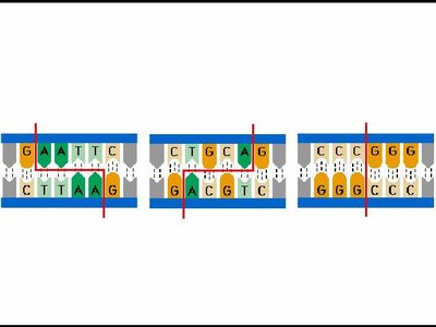 Restriction enzyme cutting DNA at specific sites