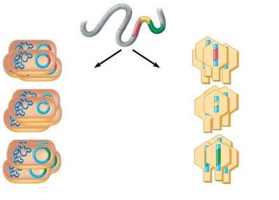 Genomic library construction with plasmids and phages