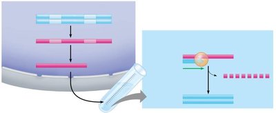 Synthesis of cDNA from mRNA
