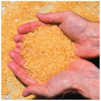 Golden rice, a GMO with enhanced beta-carotene