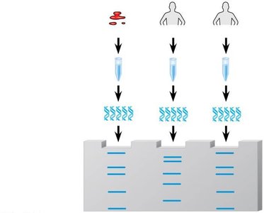 Steps in DNA profiling for forensic analysis