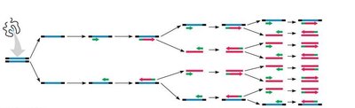 PCR amplification cycles