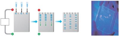 Gel electrophoresis of DNA fragments