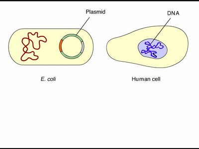 Diagram of E. coli with plasmid and human cell with DNA