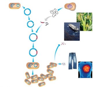 Gene cloning process overview