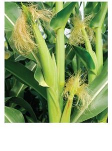 Genetically modified corn plant