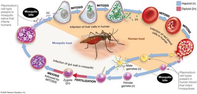 Plasmodium life cycle in malaria