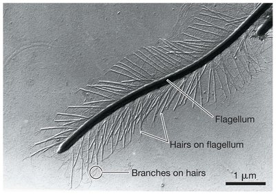 Stramenopila flagellum with branches on hairs