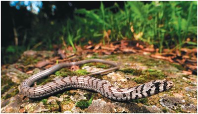 A legless lizard, an example of convergent evolution with snakes