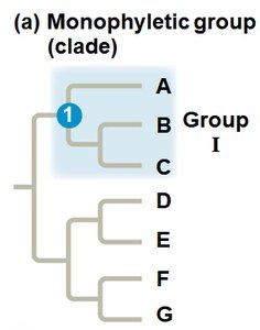 Monophyletic group (clade)