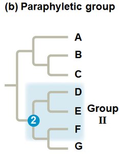 Paraphyletic group