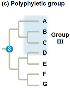 Polyphyletic group