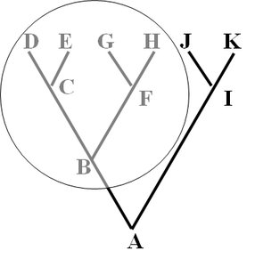 Examples of monophyletic, paraphyletic, and polyphyletic groups