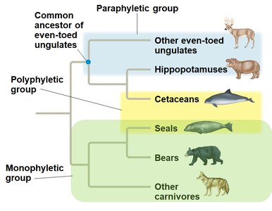 Phylogenetic tree with various groups circled
