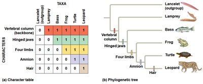 Character table and phylogenetic tree construction