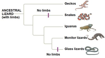 Phylogenetic tree showing the evolution of limb loss in lizards and snakes