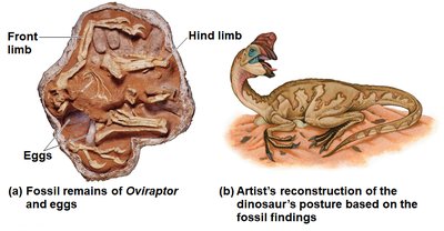 Fossil evidence and reconstruction of dinosaur behavior