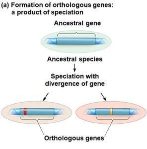 Formation of orthologous genes