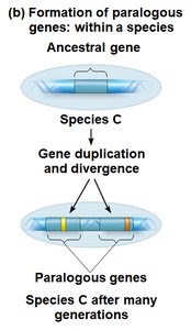 Formation of paralogous genes