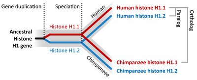 Example of orthologous and paralogous genes using histone genes