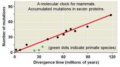 Molecular clock for mammals