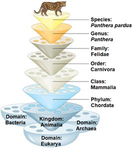 Hierarchical classification of Panthera pardus (leopard)